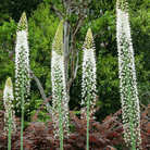 Foxtail Lily – 10 Seeds seed packet from Seed Therapy – American - grown, heirloom seeds