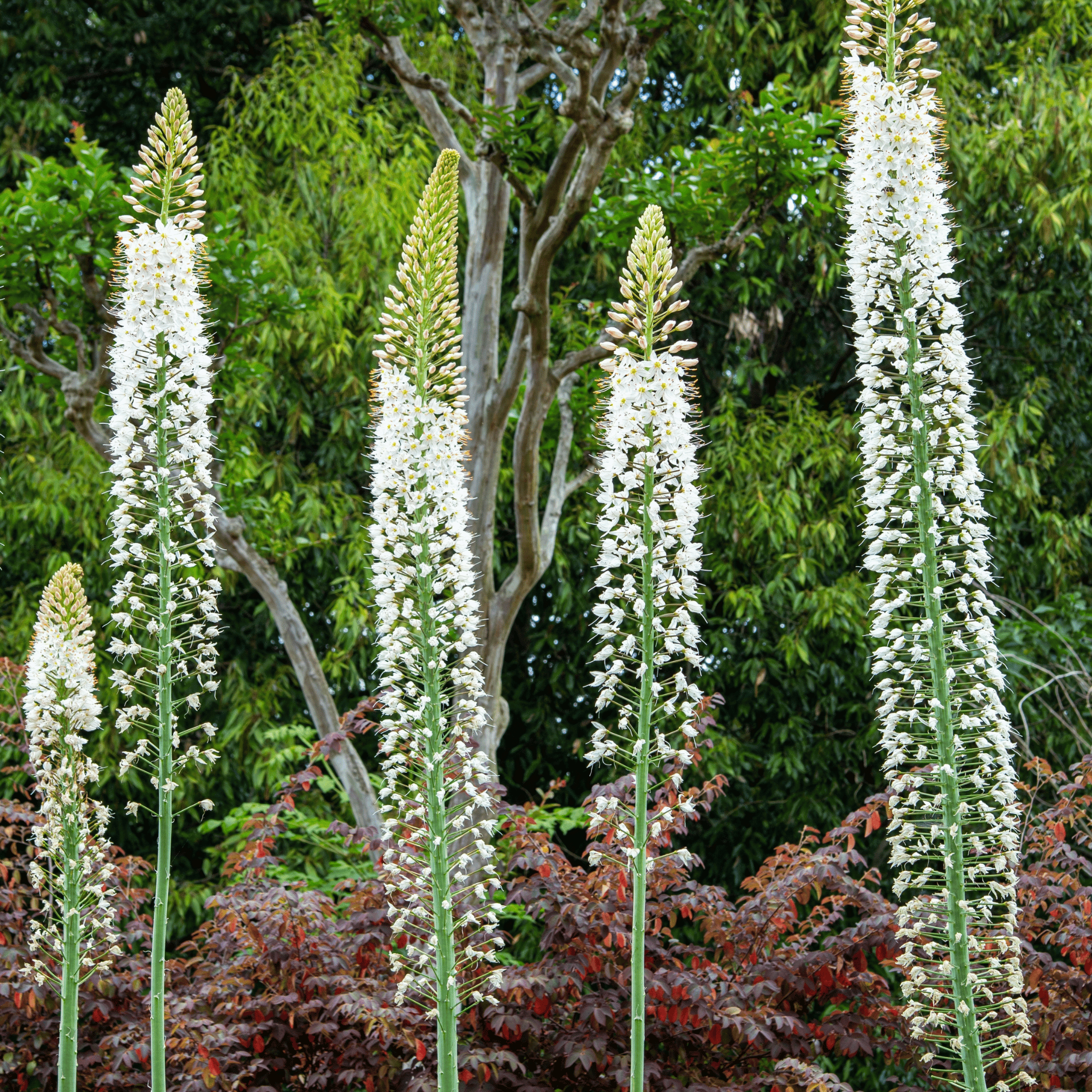 Foxtail Lily – 10 Seeds seed packet from Seed Therapy – American - grown, heirloom seeds