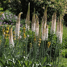 Foxtail Lily – 10 Seeds seed packet from Seed Therapy – American - grown, heirloom seeds