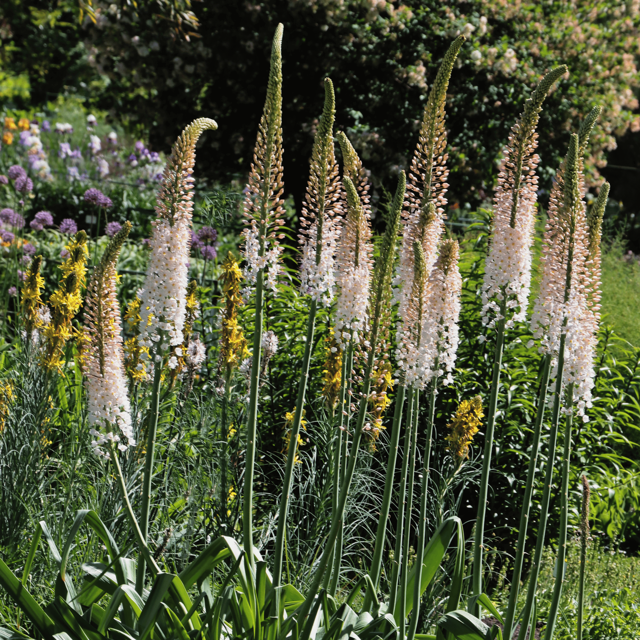 Foxtail Lily – 10 Seeds seed packet from Seed Therapy – American - grown, heirloom seeds