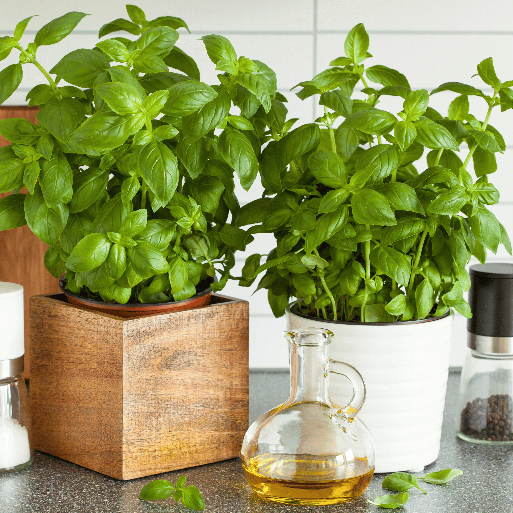 Genovese Basil – 250 Seeds seed packet from Seed Therapy – American - grown, heirloom seeds