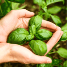 Genovese Basil – 250 Seeds seed packet from Seed Therapy – American - grown, heirloom seeds