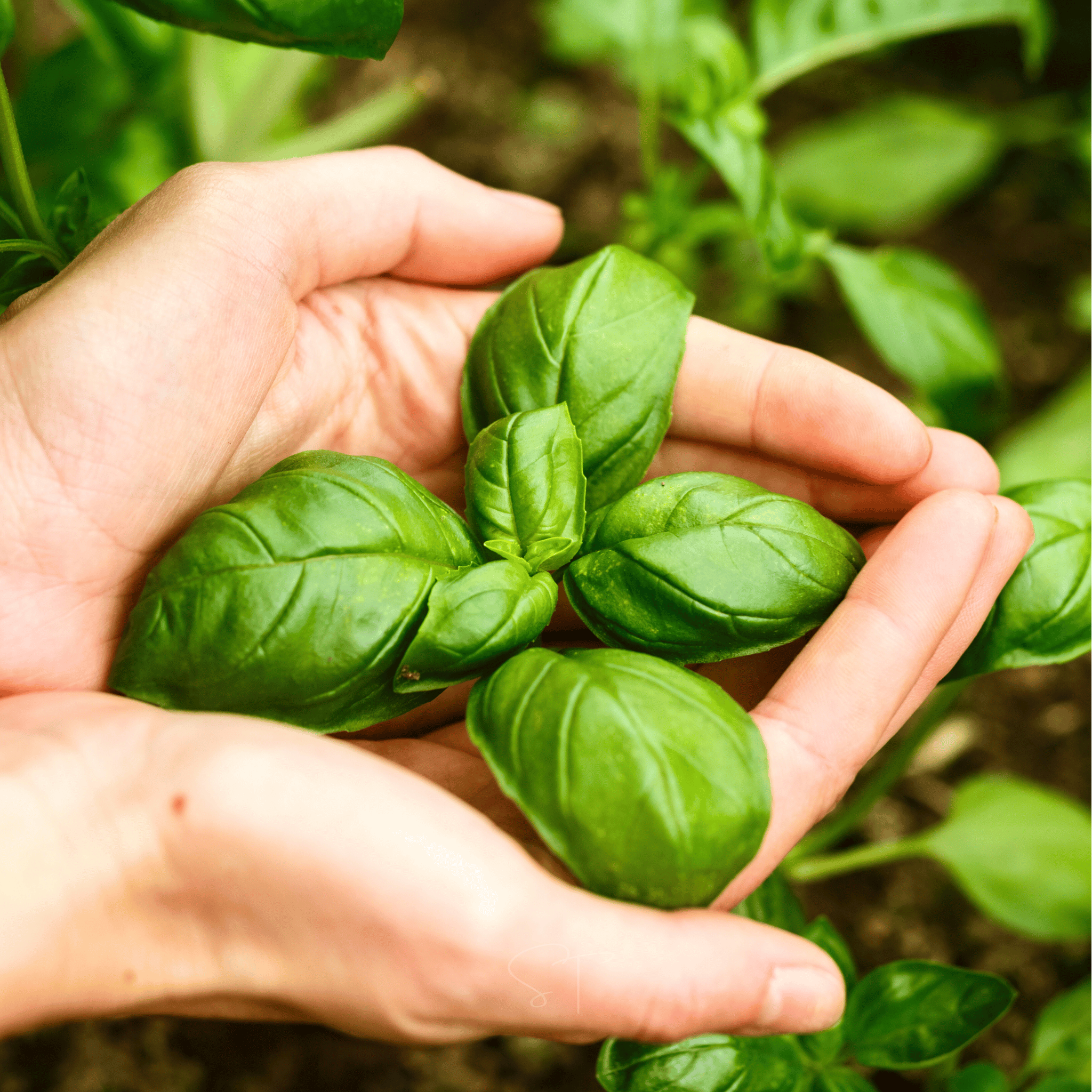 Genovese Basil – 250 Seeds seed packet from Seed Therapy – American - grown, heirloom seeds