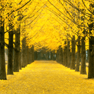 Gingko Biloba Tree – 5 Seeds seed packet from Seed Therapy – American - grown, heirloom seeds