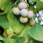 Gingko Biloba Tree – 5 Seeds seed packet from Seed Therapy – American - grown, heirloom seeds