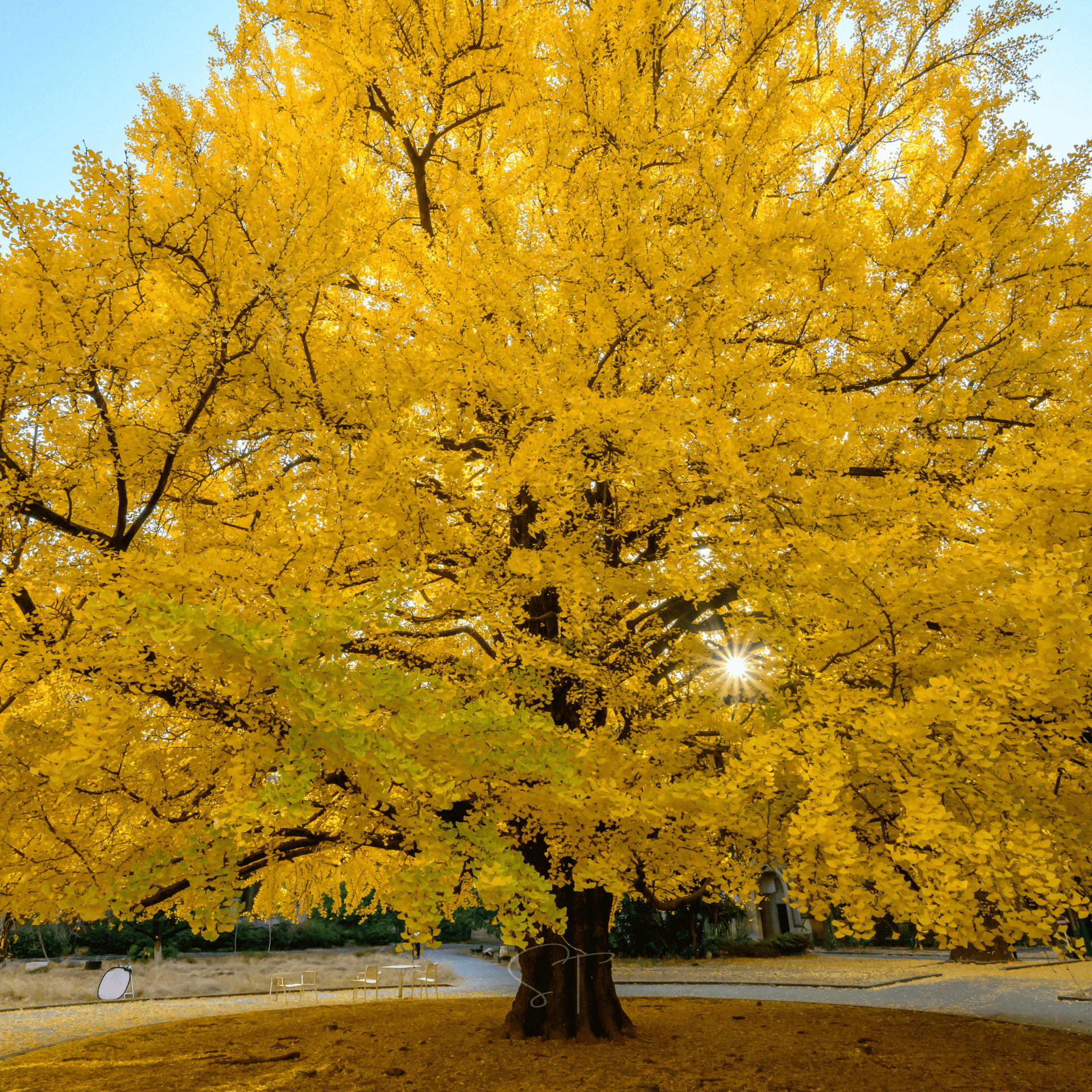 Gingko Biloba Tree – 5 Seeds