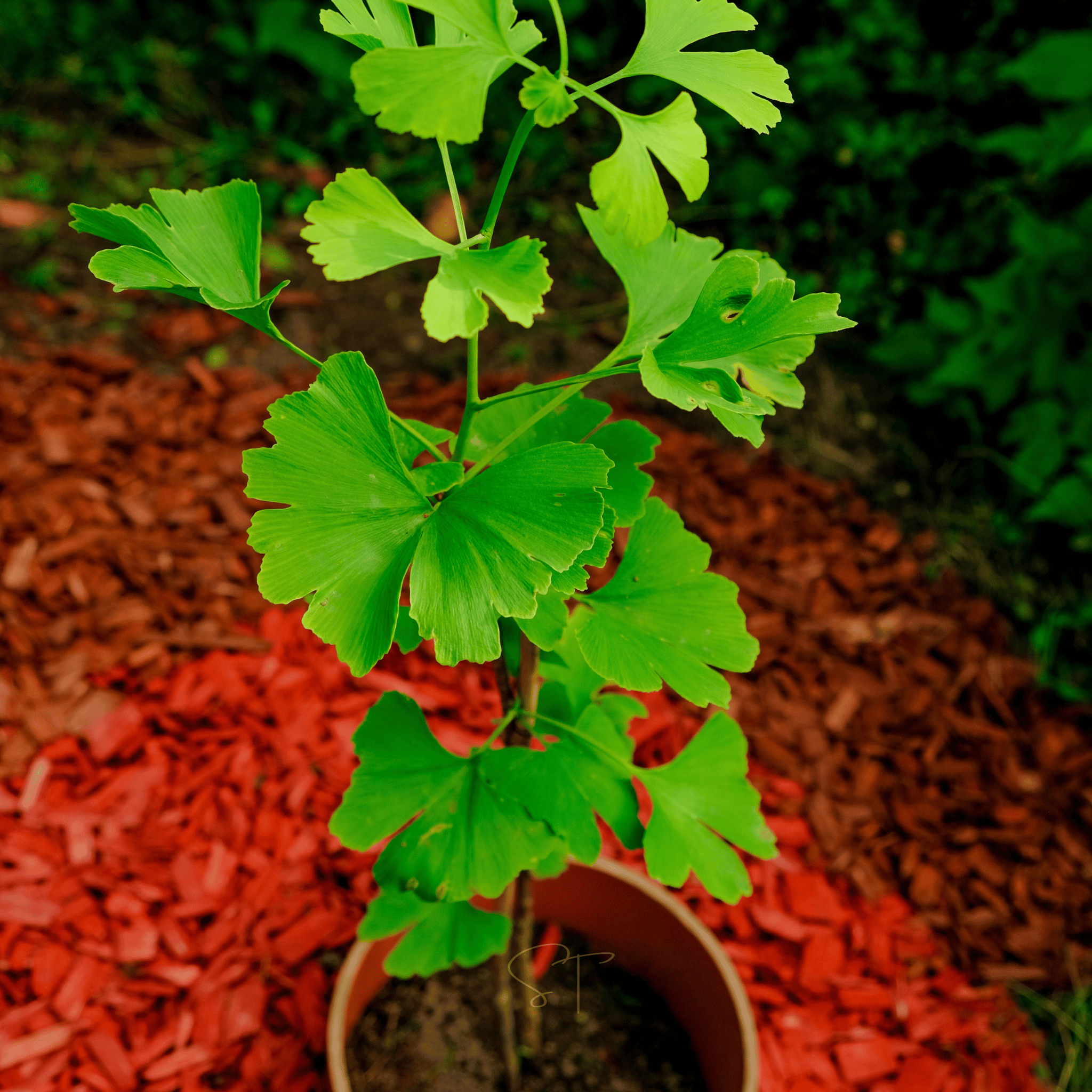Gingko Biloba Tree – 5 Seeds seed packet from Seed Therapy – American - grown, heirloom seeds