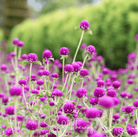 Gomphrena, Globosa Purple (Gomphrena globosa) - 50 seeds seed packet from Seed Therapy – American - grown, heirloom seeds