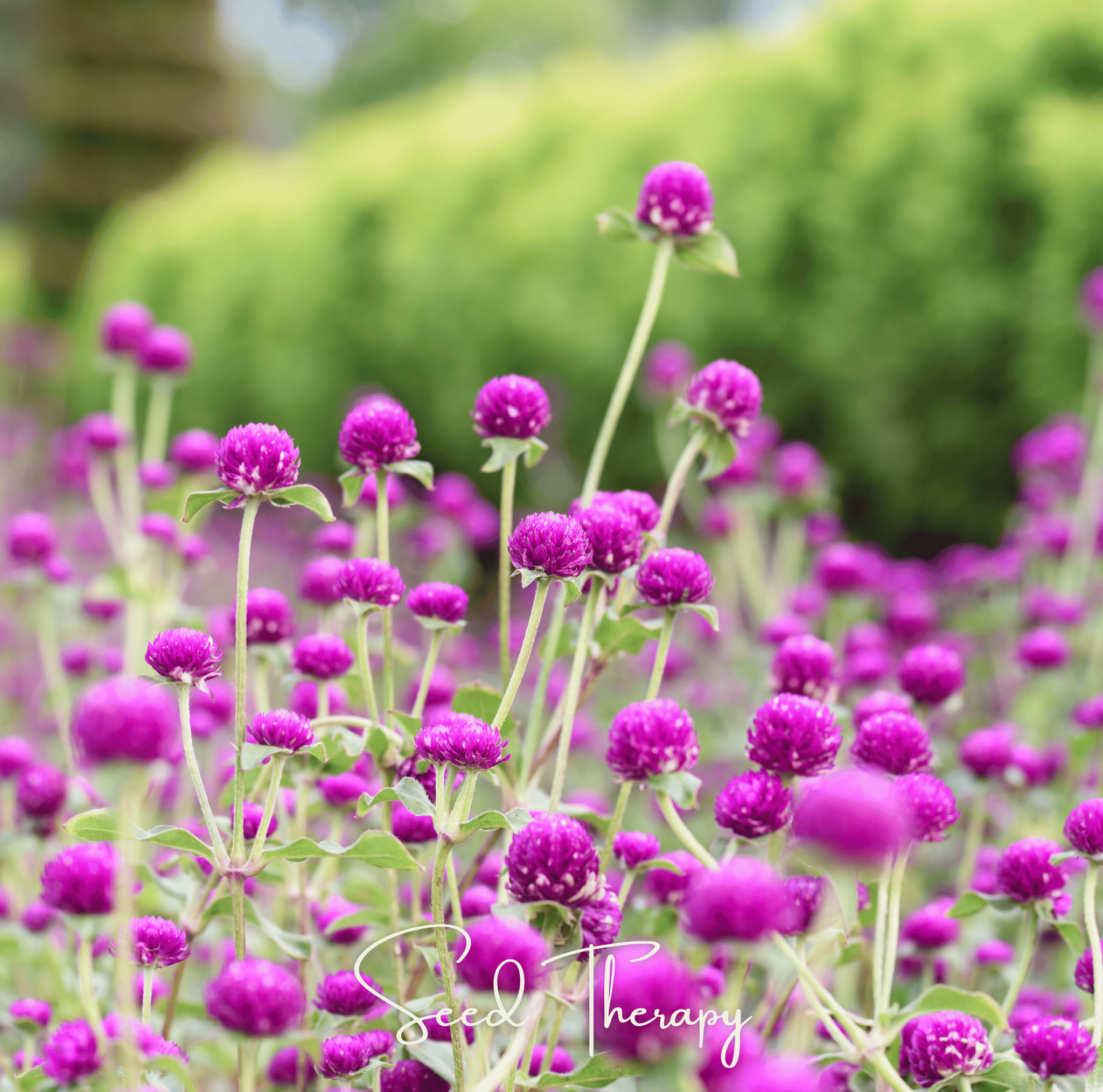 Gomphrena, Globosa Purple (Gomphrena globosa) - 50 seeds seed packet from Seed Therapy – American - grown, heirloom seeds