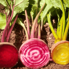 Gourmet Blend Beet – 50 Seeds seed packet from Seed Therapy – American - grown, heirloom seeds