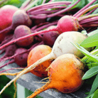 Gourmet Blend Beet – 50 Seeds seed packet from Seed Therapy – American - grown, heirloom seeds