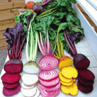 Gourmet Blend Beet – 50 Seeds seed packet from Seed Therapy – American - grown, heirloom seeds
