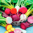 Gourmet Blend Beet – 50 Seeds seed packet from Seed Therapy – American - grown, heirloom seeds