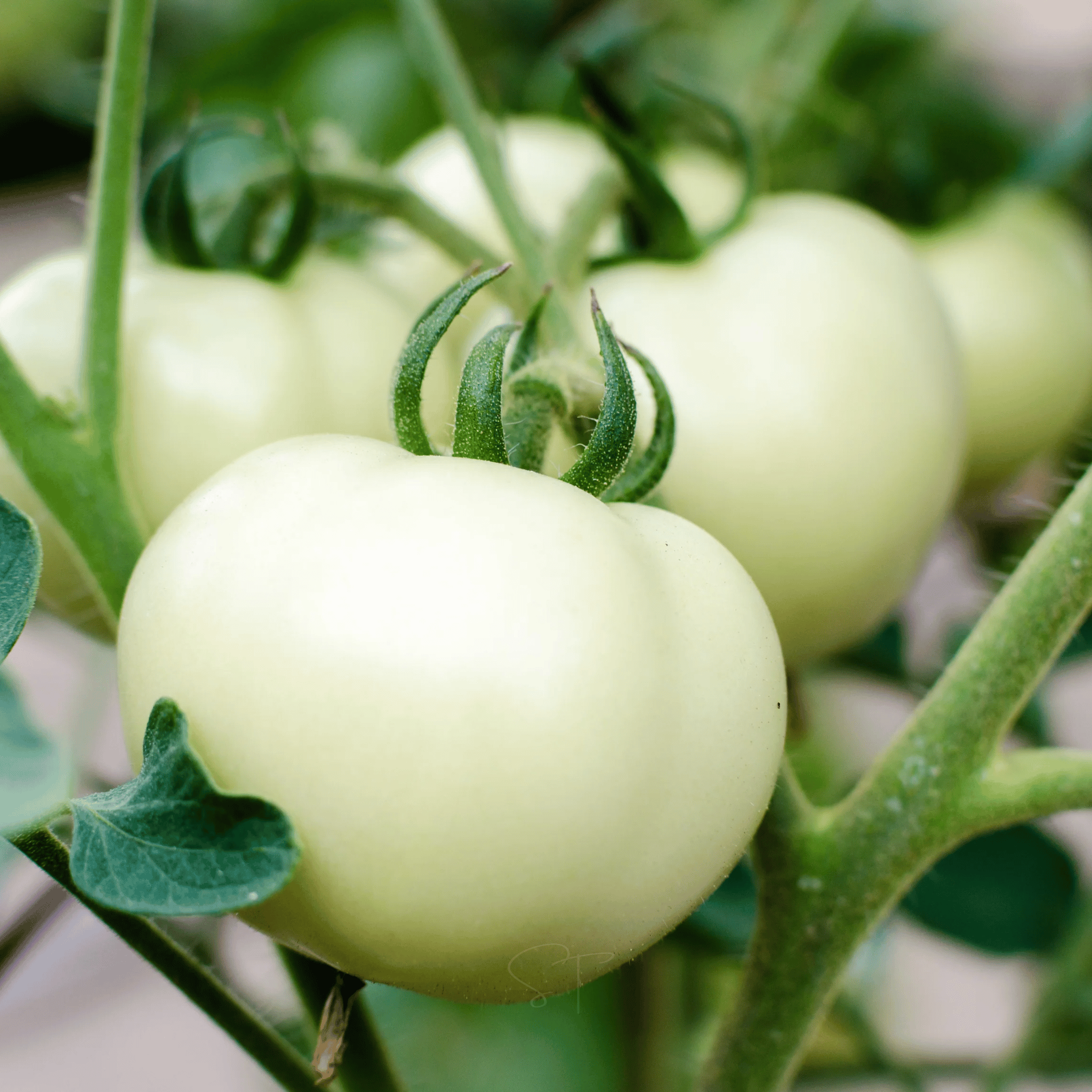 Great White Tomato – 30 Seeds seed packet from Seed Therapy – American - grown, heirloom seeds