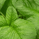 Green Callaloo Amaranth – 100 Seeds seed packet from Seed Therapy – American - grown, heirloom seeds