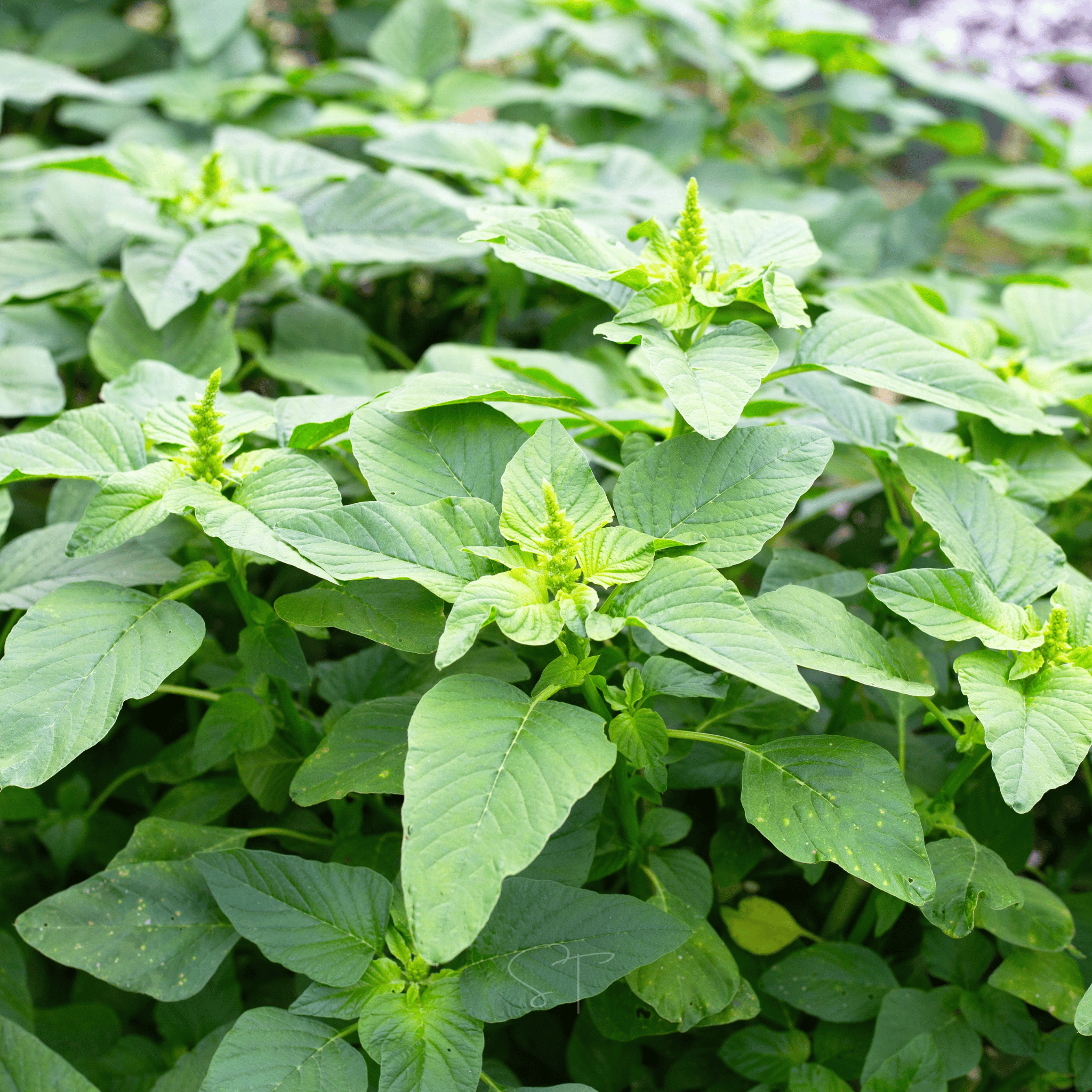 planting callaloo seeds Green Callaloo Amaranth – 100 Seeds