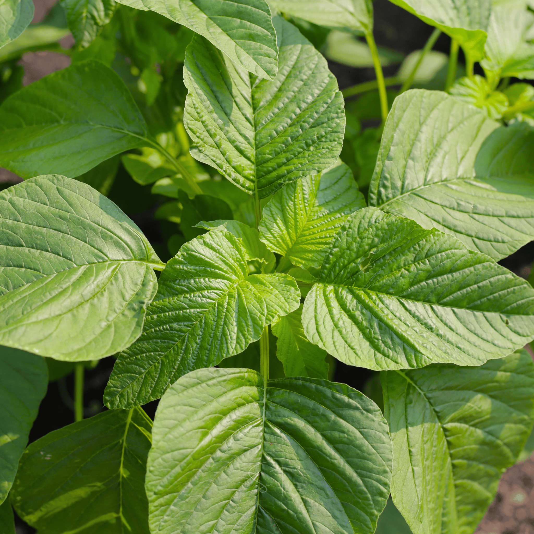 Green Callaloo Amaranth – 100 Seeds seed packet from Seed Therapy – American - grown, heirloom seeds