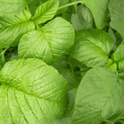 Green Callaloo Amaranth – 100 Seeds seed packet from Seed Therapy – American - grown, heirloom seeds