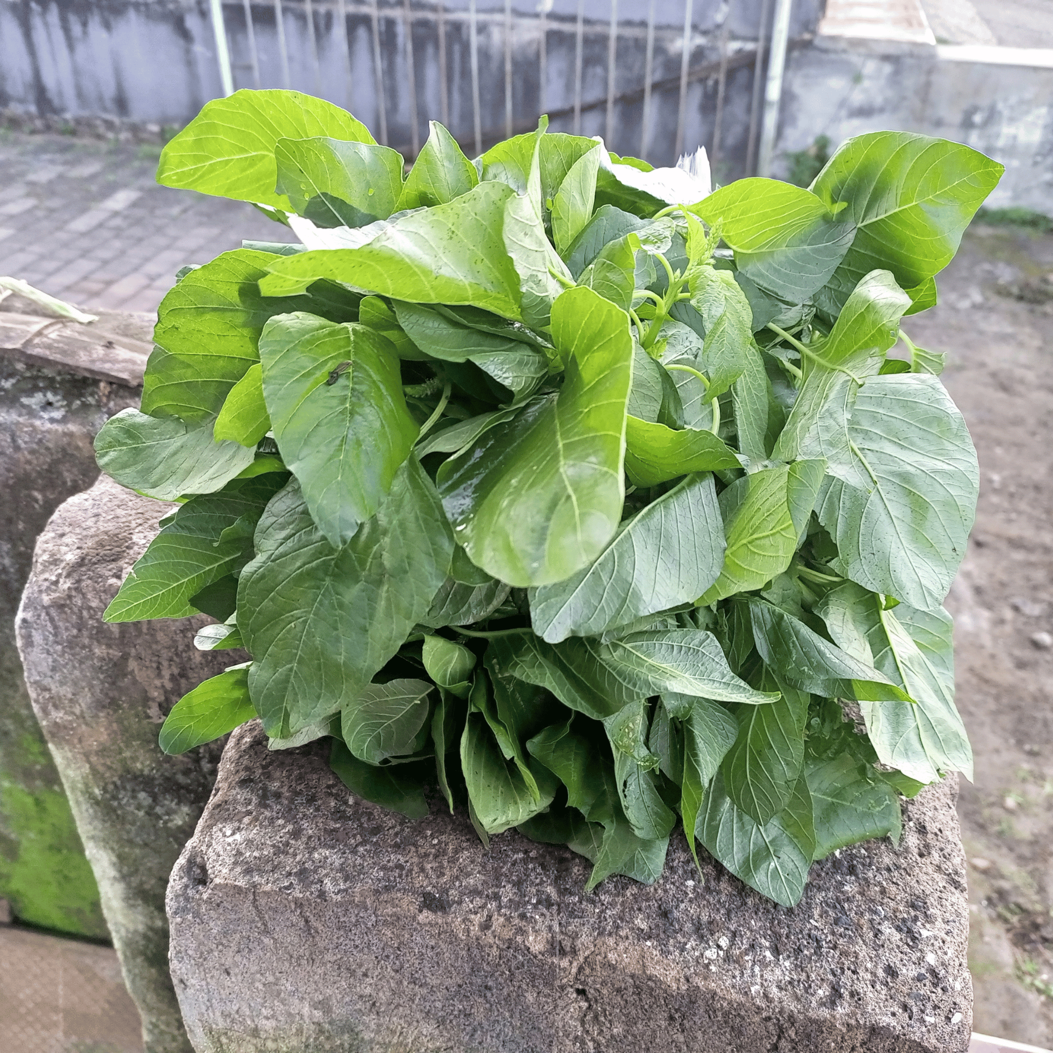 Green Callaloo Amaranth – 100 Seeds seed packet from Seed Therapy – American - grown, heirloom seeds