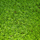 Green Carpet Rupturewort – 100 Seeds seed packet from Seed Therapy – American - grown, heirloom seeds