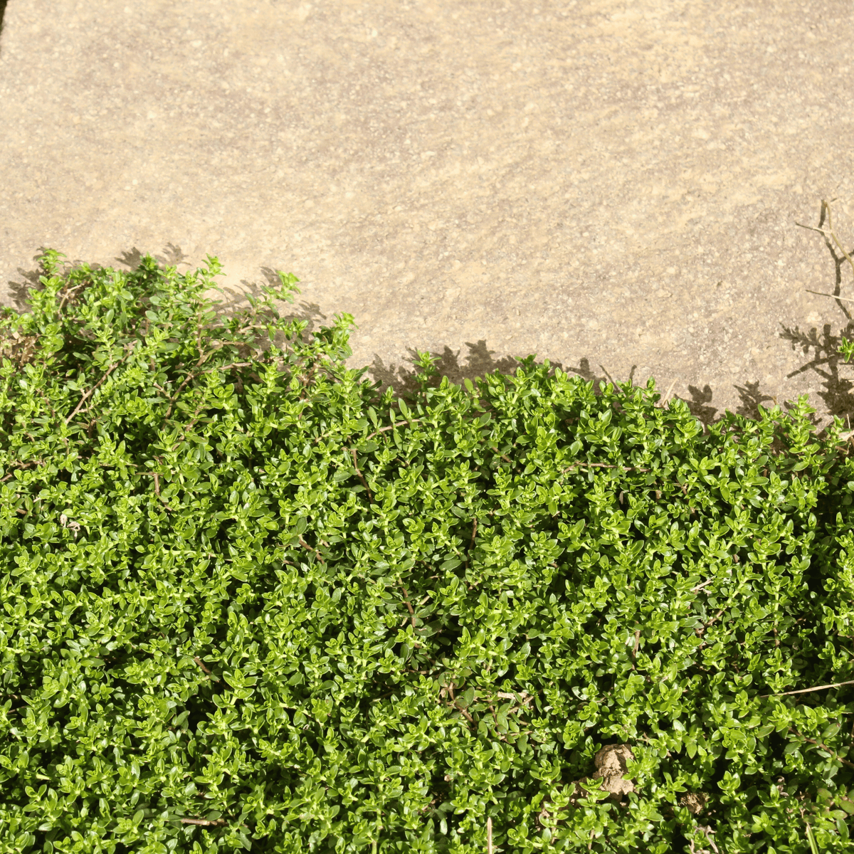 Rupturewort - Green Carpet (Herniaria Glabra) - 100 Seeds - Seed ...