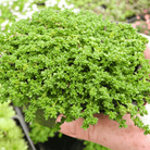 Green Carpet Rupturewort – 100 Seeds seed packet from Seed Therapy – American - grown, heirloom seeds