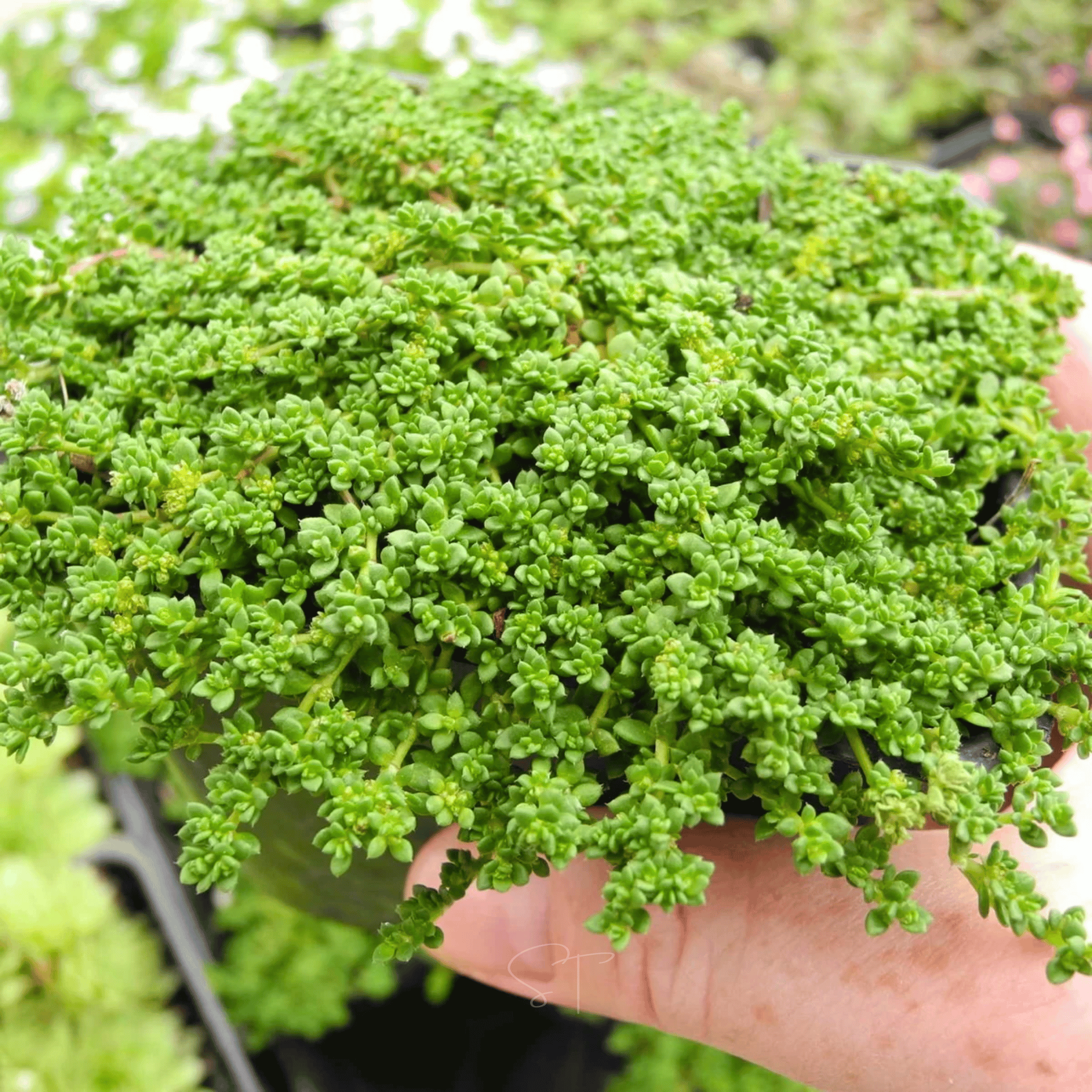 Green Carpet Rupturewort – 100 Seeds seed packet from Seed Therapy – American - grown, heirloom seeds