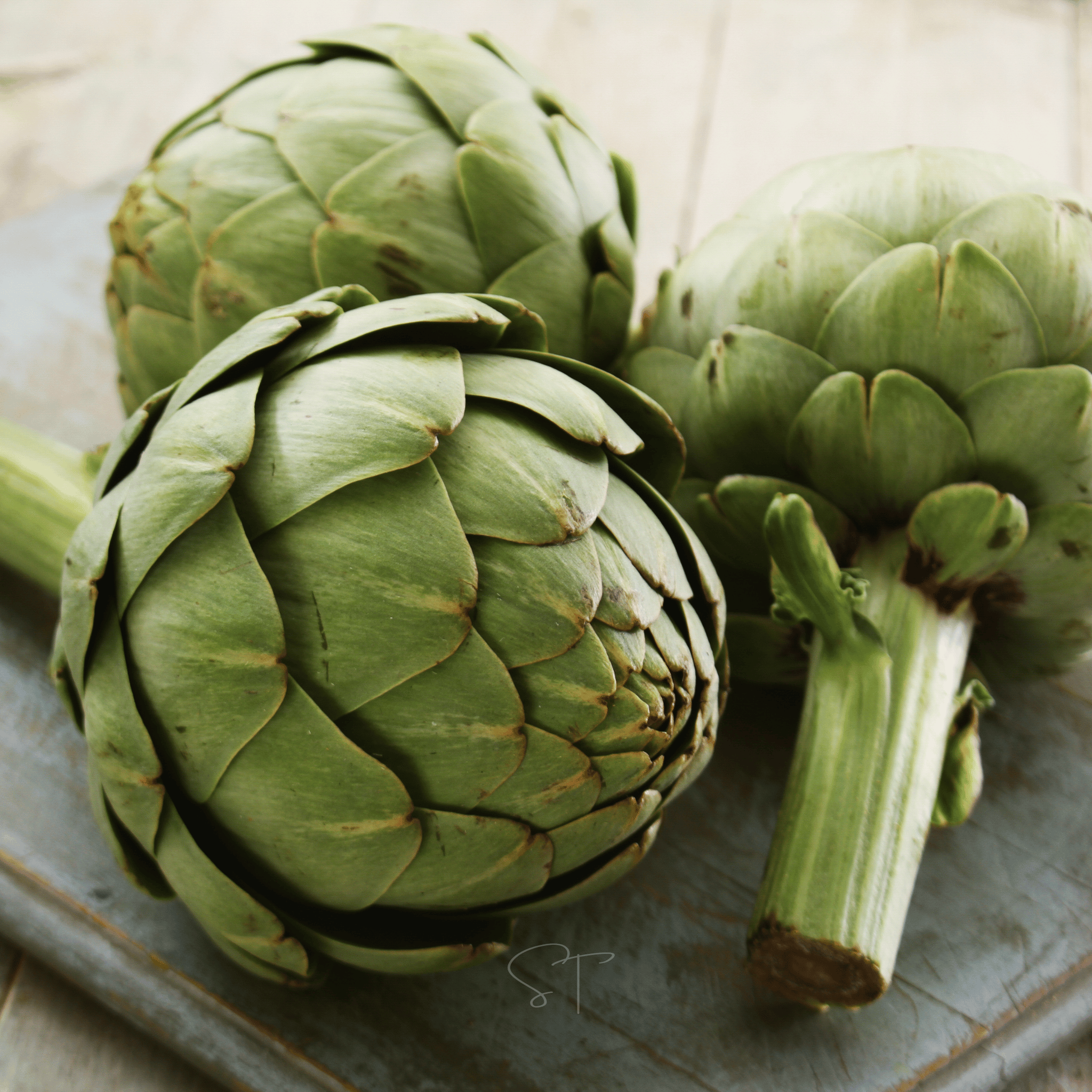 succulents that look like artichokes Green Globe Artichoke – 25 Seeds