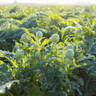 Green Globe Artichoke – 25 Seeds seed packet from Seed Therapy – American - grown, heirloom seeds