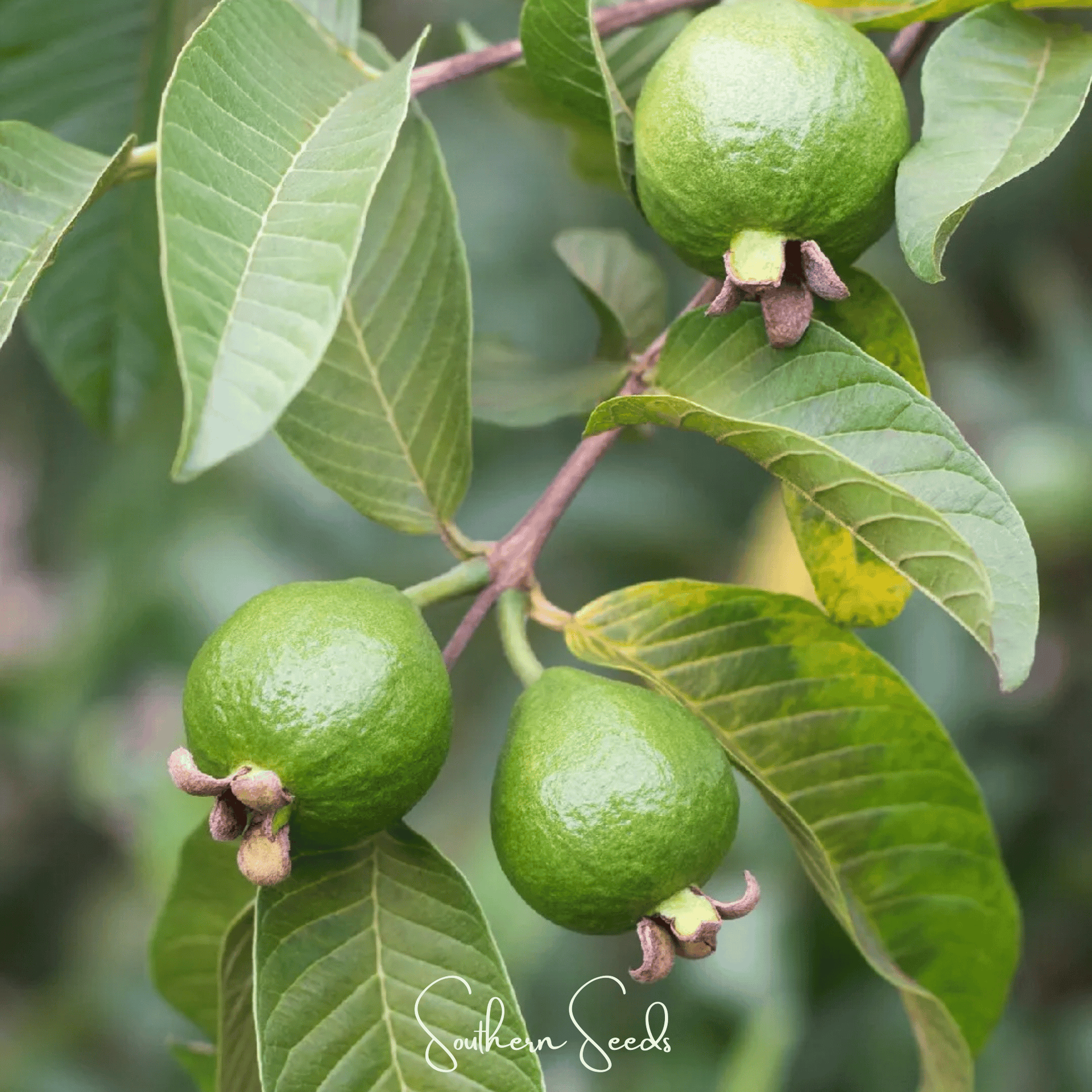 Guava, Common (Psidium guajava) - 25 Seeds - Seed Therapy – Southern Seeds, image size:1920x1920