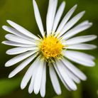 Heath White Aster – 50 Seeds seed packet from Seed Therapy – American - grown, heirloom seeds
