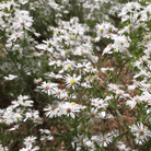 Heath White Aster – 50 Seeds seed packet from Seed Therapy – American - grown, heirloom seeds