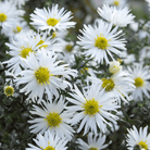 Heath White Aster – 50 Seeds seed packet from Seed Therapy – American - grown, heirloom seeds