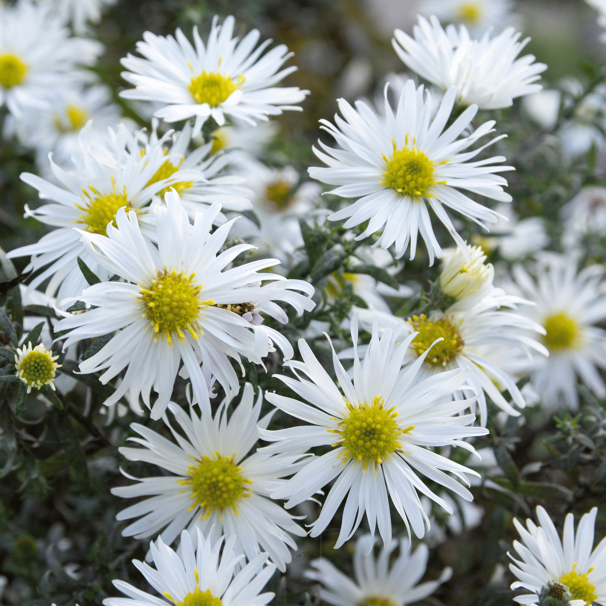 Heath White Aster – 50 Seeds seed packet from Seed Therapy – American - grown, heirloom seeds