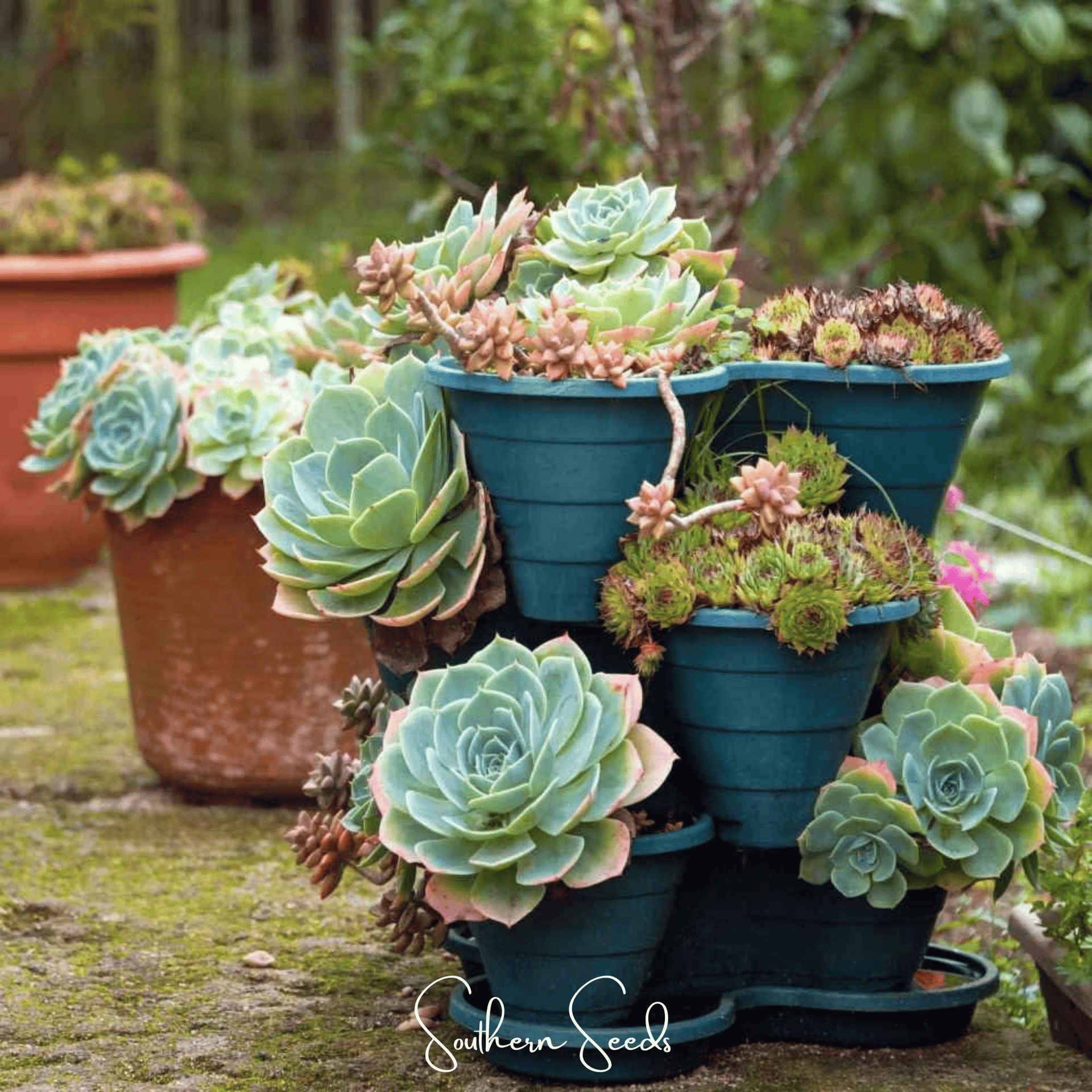 hens and chickens succulents Hens & Chicks, Cactus Mix (Sempervivum spp.) - 30 Seeds