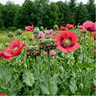 Hens & Chicks Poppy - 100 Seeds seed packet from Seed Therapy – American-grown, heirloom seeds
