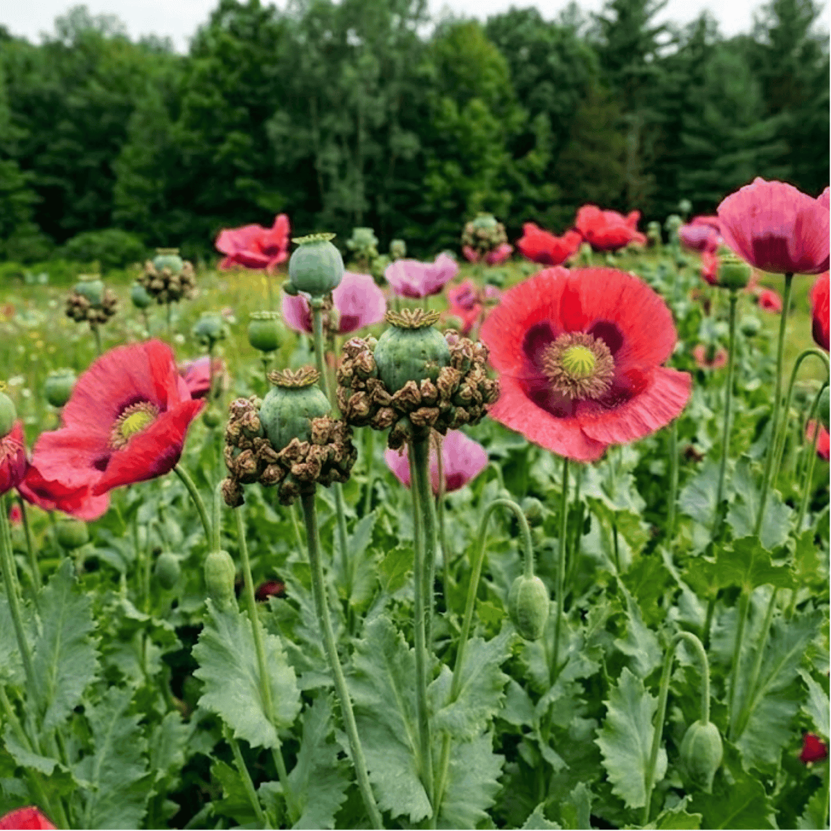 Hens & Chicks Poppy - 100 Seeds seed packet from Seed Therapy – American-grown, heirloom seeds