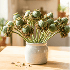 Hens & Chicks Poppy - 100 Seeds seed packet from Seed Therapy – American-grown, heirloom seeds