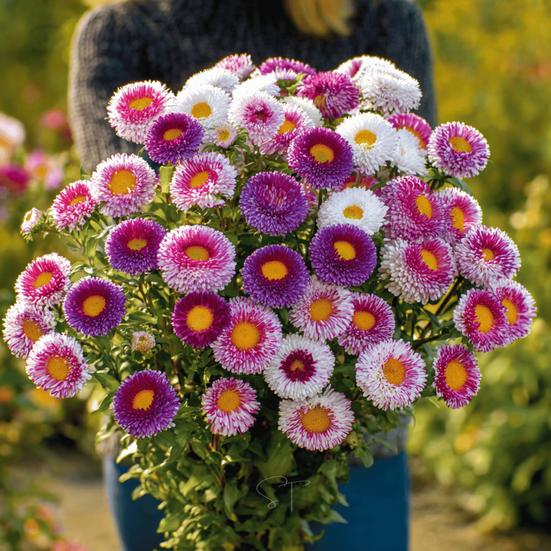aster flower seeds germination Hi-No-Maru Pompon Aster – 50 Seeds