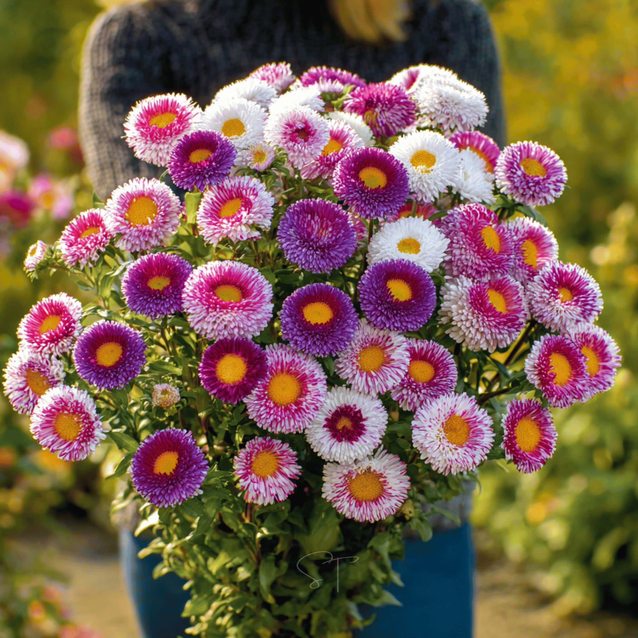 Hi - No - Maru Pompon Aster – 50 Seeds seed packet from Seed Therapy – American - grown, heirloom seeds