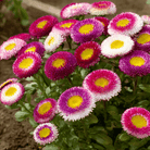 Hi - No - Maru Pompon Aster – 50 Seeds seed packet from Seed Therapy – American - grown, heirloom seeds