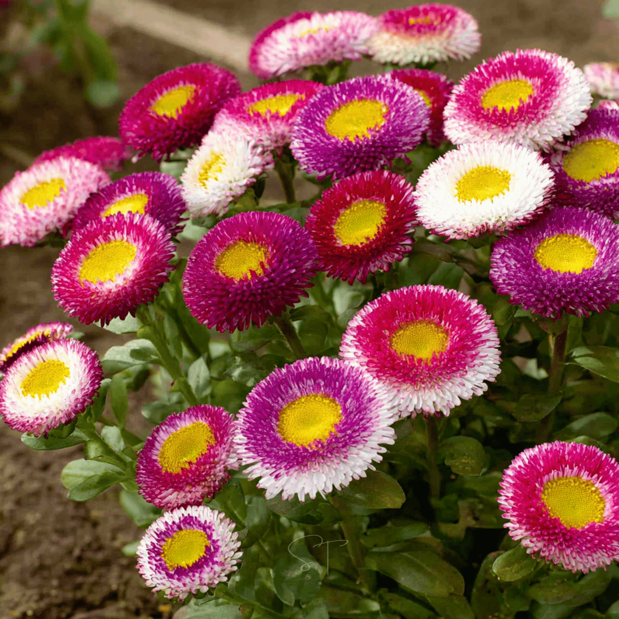Hi - No - Maru Pompon Aster – 50 Seeds seed packet from Seed Therapy – American - grown, heirloom seeds