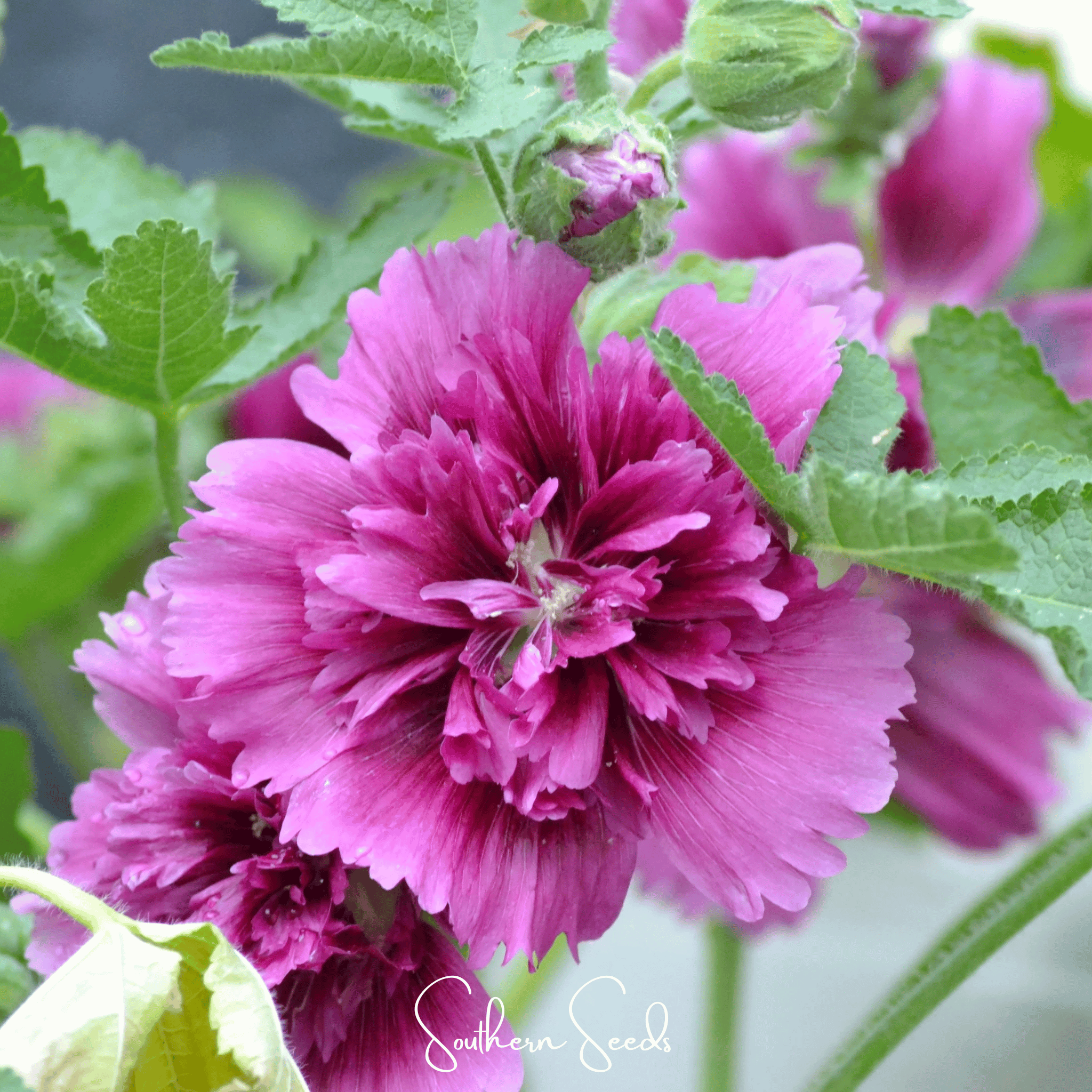 Hollyhock, Queeny Purple (Alcea rosea) - 25 Seeds - Seed Therapy