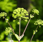 Holy Ghost Angelica – 50 Seeds seed packet from Seed Therapy – American - grown, heirloom seeds