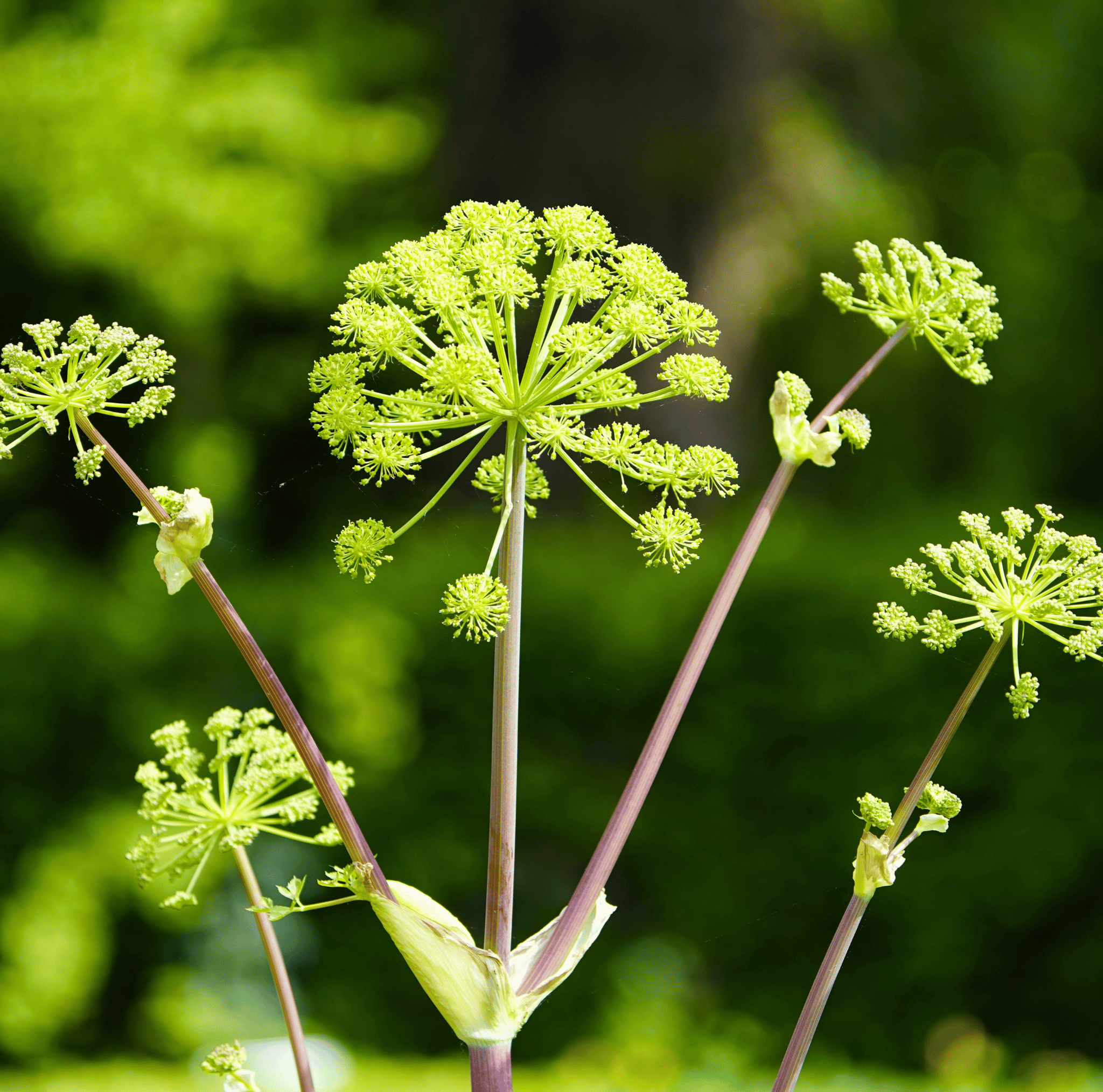 Holy Ghost Angelica – 50 Seeds seed packet from Seed Therapy – American - grown, heirloom seeds