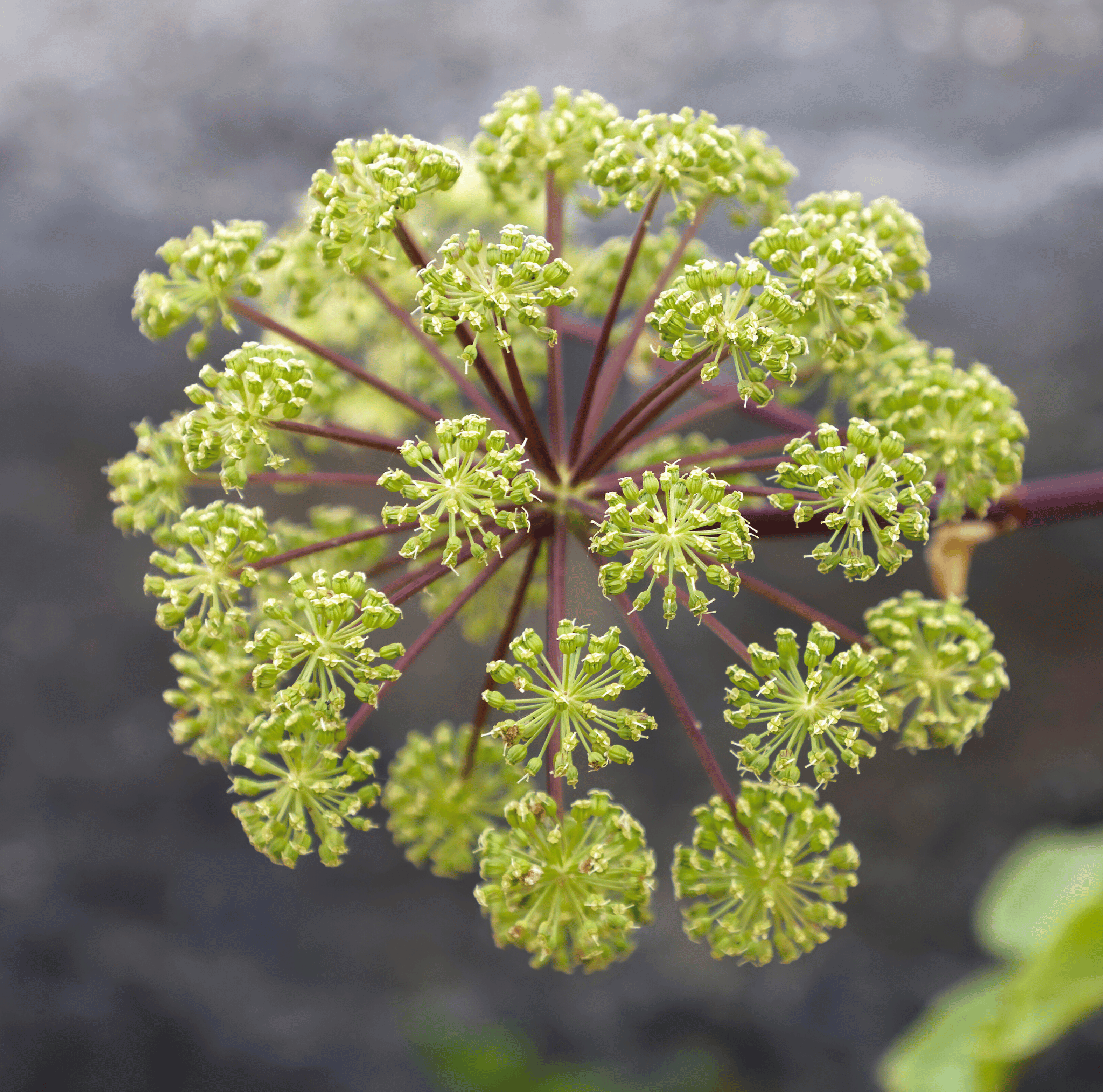 ghost plant seeds Holy Ghost Angelica – 50 Seeds