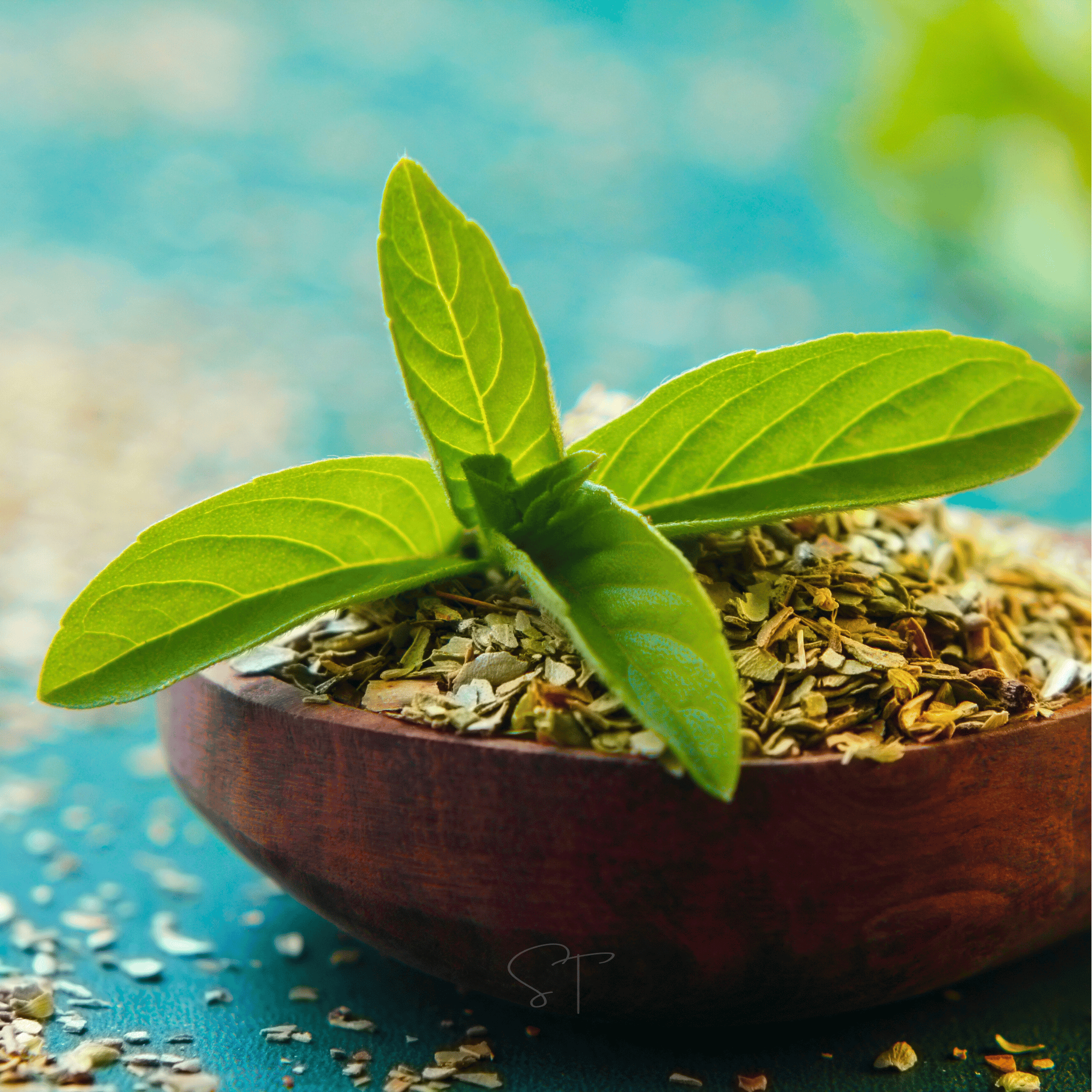 tulsi plant seeds Basil, Holy Tulsi (Ocimum sanctum) - 250 Seeds