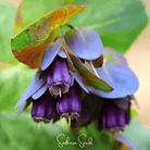 Honeywort, Blue Shrimp Plant (Cerinthe major purpurascens) - 10 Seeds | Seed Therapy – Heirloom Garden Seeds