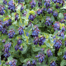 Honeywort, Blue Shrimp Plant (Cerinthe major purpurascens) - 10 Seeds | Seed Therapy – Heirloom Garden Seeds