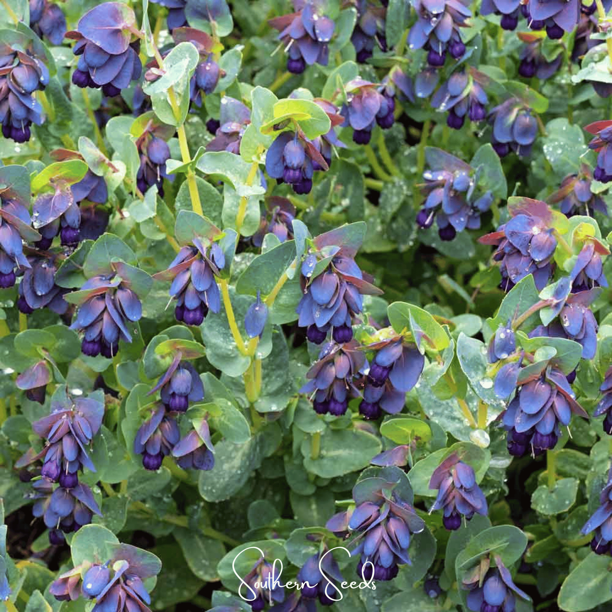 Honeywort, Blue Shrimp Plant (Cerinthe major purpurascens) - 10 Seeds | Seed Therapy – Heirloom Garden Seeds